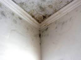 Best Black Mold Removal  in Bloomer, WI