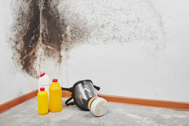 Best Attic Mold Removal  in Bloomer, WI